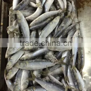 Fresh Frozen Sardine (Sardinella Longiceps) WR for Canning thumbnail-2