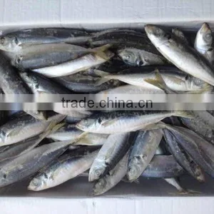 Deep Frozen Horse Mackerel thumbnail-1