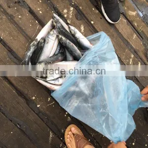NEW 2016 SHIPFROZEN &SeaFrozen Pacific Mackerel 200-300g thumbnail-6