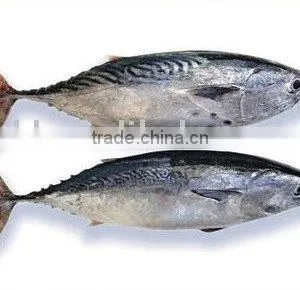 Frozen Skipjack Bonito,bonito Tuna, Stripe Fish, Skipjack Tuna Fish, Bomb Fish, Bullet Fish,frozen Atlantic Bonito thumbnail-1