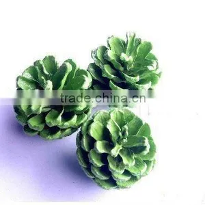 Decorative Green Pine Cones thumbnail-1