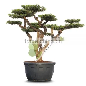 Olea Europaea "Pompon"old Skin Trunk thumbnail-1