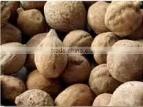 Terminalia Belerica thumbnail-1