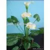 Dried Flower thumbnail-1