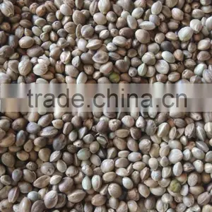 Organic Hemp Seed thumbnail-2