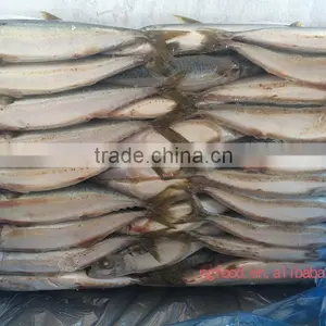 Best Quality Freezing Fish (frozen Mackerel ) thumbnail-2