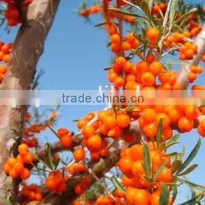 Favorable Price Seabuckthorn Seed Oil Free Sample for Initial Trial thumbnail-1