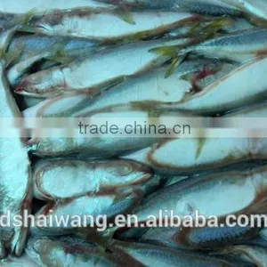 Frozen Chinese Pacific Mackerel With Size 8 - 10 / kg thumbnail-3