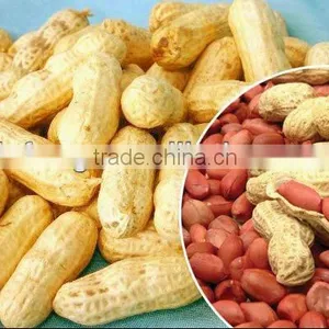 Shandong New Crop Best Price Peanut in Shell for Sale thumbnail-1