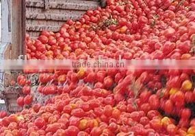 28-30 Brix Tomato Paste Packing in Aseptic Drums thumbnail-1