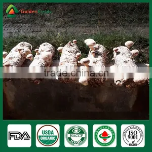 Fresh Shiitake Mushrooms For Sale,Best Mushrooms To Grow,Best Mushroom Spores thumbnail-1
