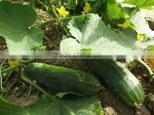 Cucumber Oil Natural thumbnail-1