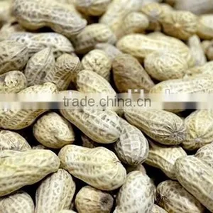 Artificial Peanut thumbnail-1