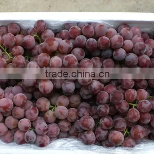 Seedless Grape Red Globe Grapes thumbnail-1