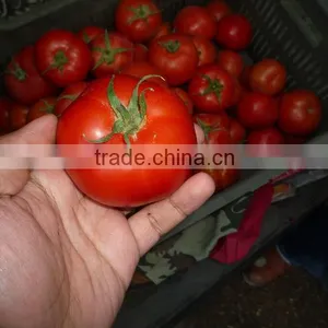 Tomato thumbnail-1