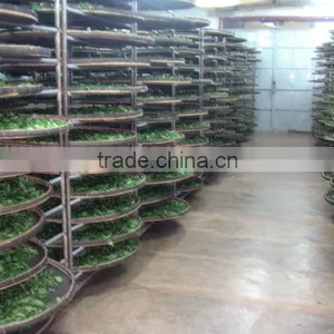 Viet Nam High Mountain Oolong Tea thumbnail-6