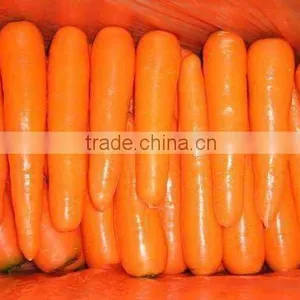 Fresh Carrot 2012 New Season thumbnail-1