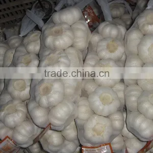 Garlic Seed for Plant thumbnail-2