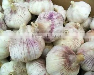 HACCP Certification China Fresh Garlic thumbnail-1