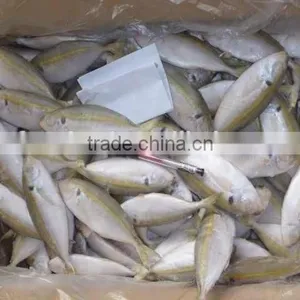 Frozen Shrimp Price Horse Mackerel thumbnail-1