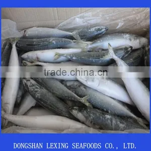Pacific Mackerel Frozen Mackerel thumbnail-1