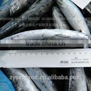 Export Best Price Whole Round Frozen Tuna Fish thumbnail-1