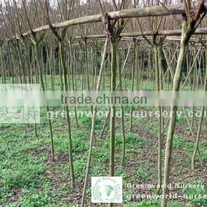 Lagerstroemia Indica Grower thumbnail-1