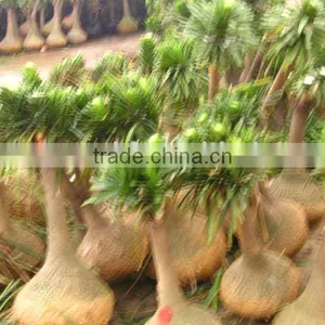 Nolina Recurvata Trees for Shipment thumbnail-1