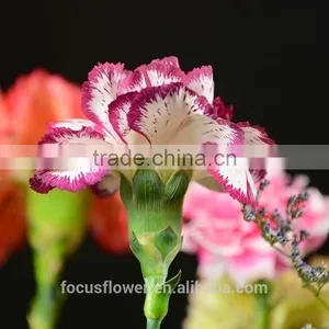 Export Fresh Fresh Cut Flowers Colombia Carnation to the Beloved thumbnail-3