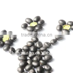 Organic Black Soybeans With Green Kernel thumbnail-1