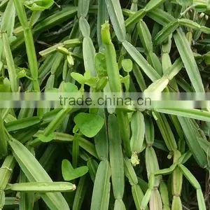 Premium Grade Cissus Quadrangularis Powder Sales And Export thumbnail-3