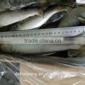 Landing Frozen Sardine With Size 65 - 70 Pcs / 10 kg thumbnail-2