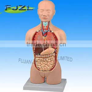 Mini Anatomy Human Torso Model,Dual-Sex (Caucasian Type) thumbnail-1