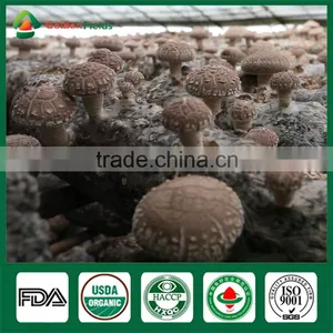 Health Benefits Shiitake Mushrooms,Fresh Shiitake Mushrooms,Fresh Shiitake thumbnail-1