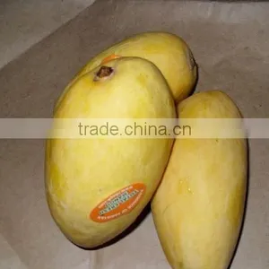 White Chaunsa Mango From Pakistan thumbnail-1
