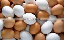 EGGS thumbnail-6