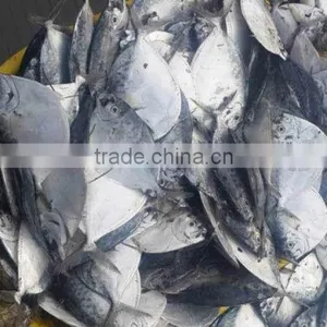 Frozen Whole Round Moon Fish, Frozen Fishes, Best Quality Frozen Fishes thumbnail-3