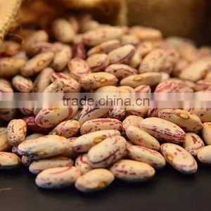 Sale Light Speckled Kdiney Bean Long Shape thumbnail-1