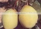 Sweet ya Pear thumbnail-1