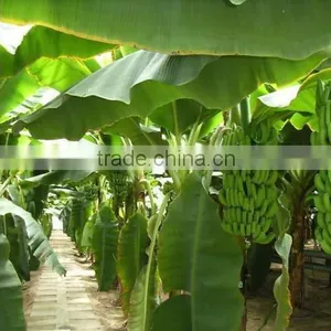 Direct Factory Price the Good Quality Ethylene Ripener for Banana(2) thumbnail-4