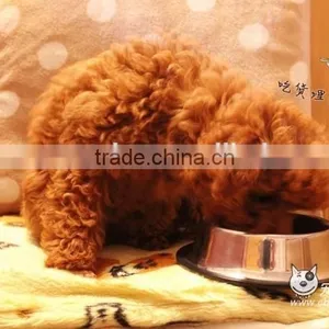 Twin Screw Extruder for Dog Food thumbnail-5
