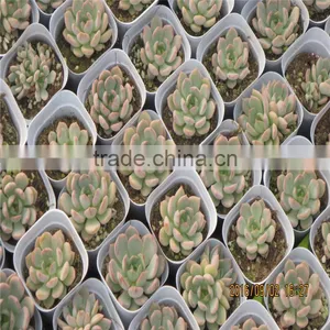 Cheap Vegetables Tunnel Greenhouse thumbnail-3
