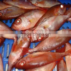Red Fish thumbnail-1