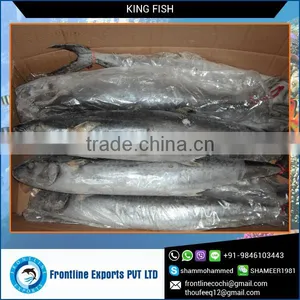 Supplier and Exporter of Whole Round Frozen Kingfish thumbnail-1