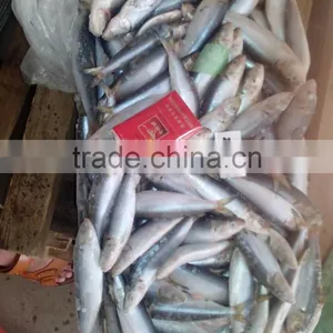 Top Quality Frozen Sardine/Sardinops thumbnail-3