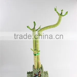 Live Plant Lotus Bamboo thumbnail-1
