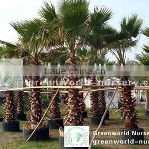 Washingtonia Filifera Palm Trees thumbnail-1