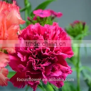 Fresh Cut Flowers Carnation Cut Flower Prices Garden Flowers Yunnan thumbnail-2