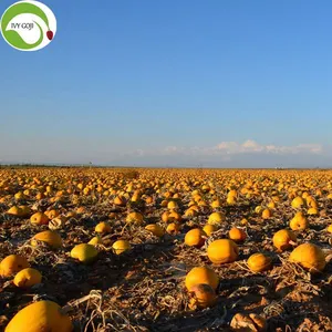 Supply Raw Shine Skin AAA Pumpkin Kernels thumbnail-2