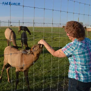 Fixed Knot Iron Wire Mesh Fence for Agriculture and Livestock Fields thumbnail-4